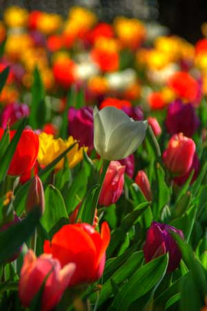 Hecinda tulip time bowral