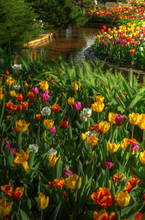 Marina-Blue bowral tulip time
