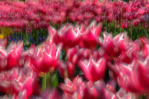 hdr tulip time HDR tulip time